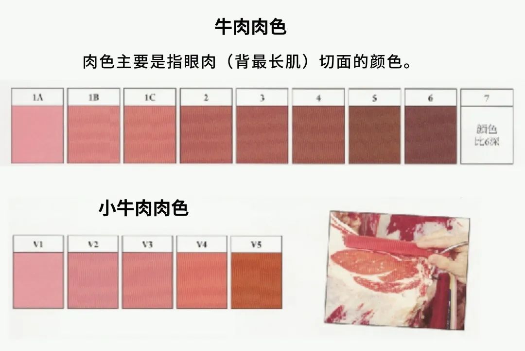牛肉先锋|挑选好牛肉的锦囊妙计,“庖丁解牛”了解一下