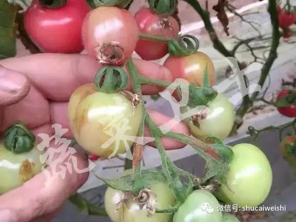 番茄花脸用啥治疗最快,番茄花脸果怎么形成的