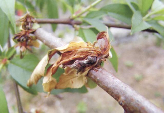 桃树叶片腐烂是什么病,桃全年病虫害防治方案