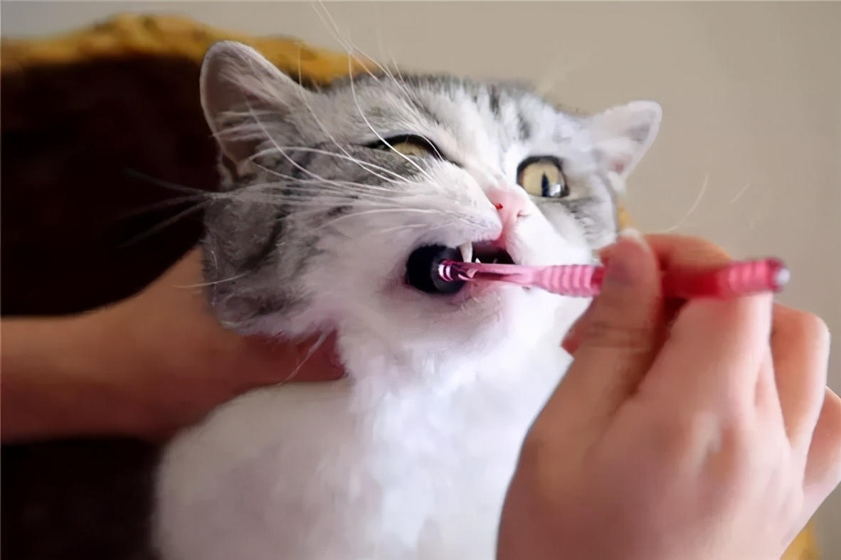 猫咪长蛀牙了需要拔掉吗,猫有蛀牙怎么处理最好