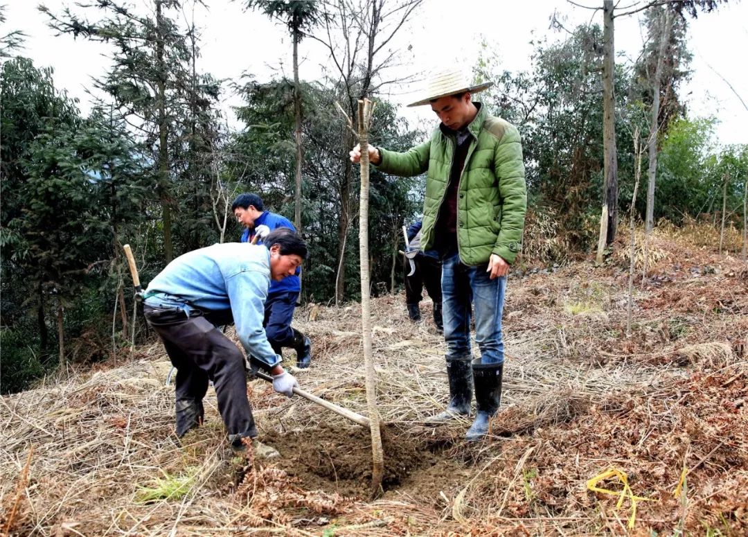 汶川村民种下樱花树,促进全村致富增收!