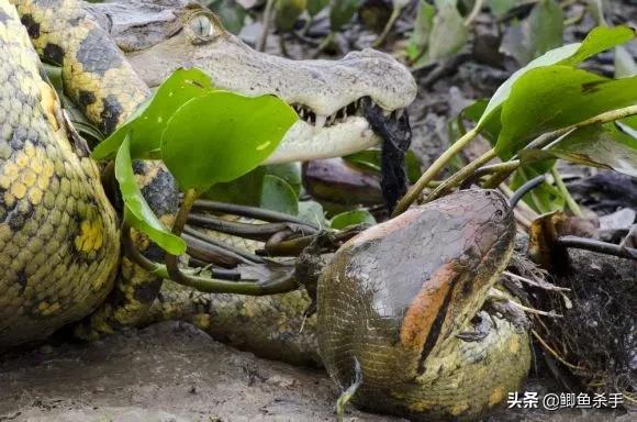 亚马逊河里面的最厉害的电鳗,为什么电鳗没能称霸亚马逊河