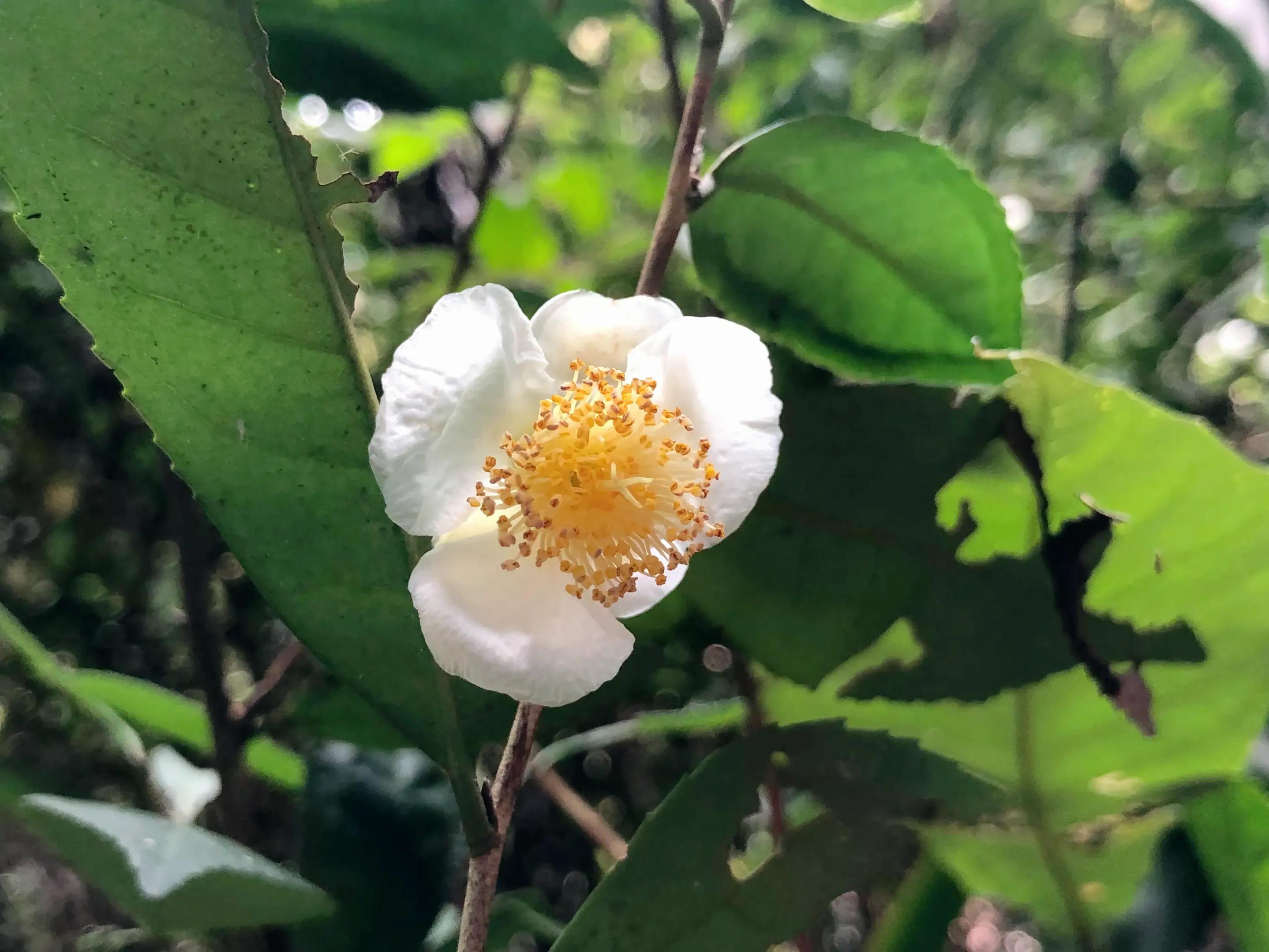 深山野岭野生植物,深山老林野菜植物