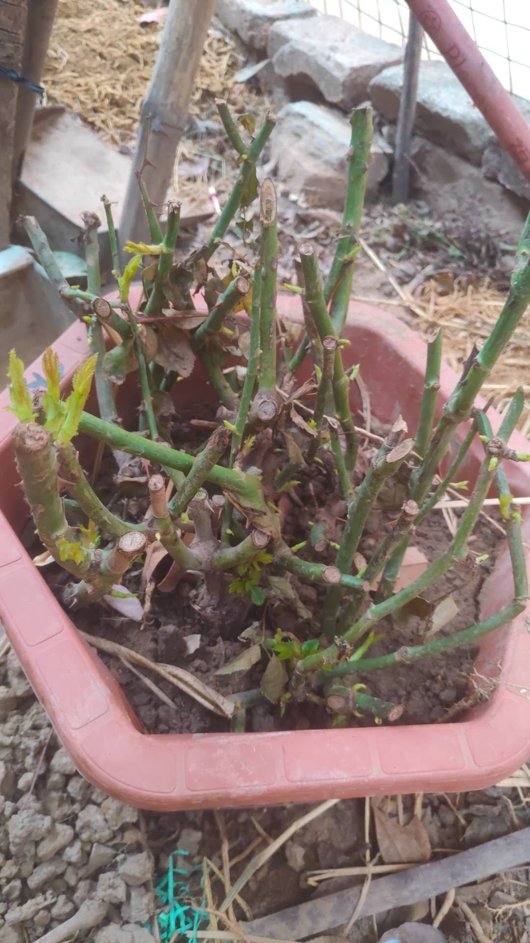 怎么种玫瑰花一年四季都有开花,玫瑰花怎么种可以一年四季都有