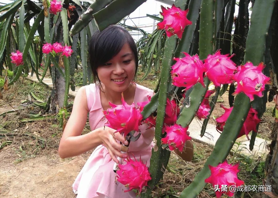 火龙果种植技术浇几次水,火龙果的种植技术果皮发黑