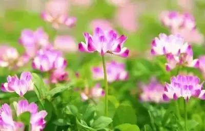 拍摄花的花语,100种摄影基础美学