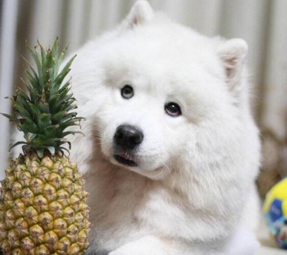 怎么引导狗狗吃水果蔬菜,狗狗吃东西注意事项