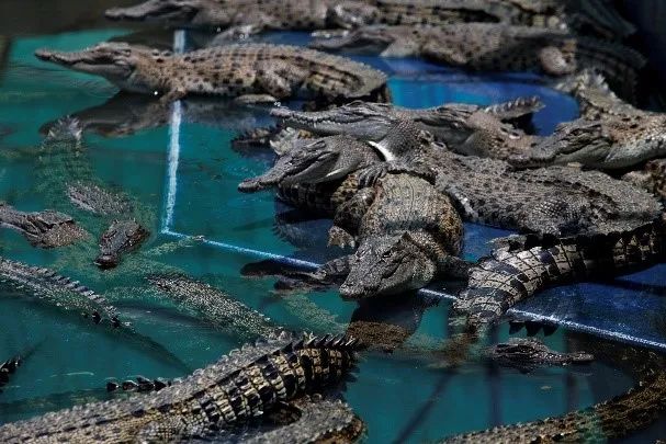 致命时尚:澳大利亚咸水鳄皮贸易|最新报告