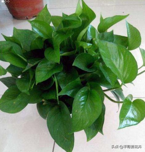 家里养殖哪些花卉可以除甲醛,家里养什么花去除甲醛