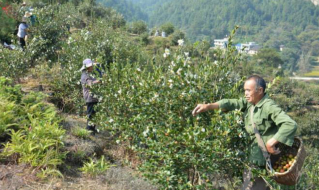 为什么西方都爱吃橄榄油,为什么东方橄榄油比较好