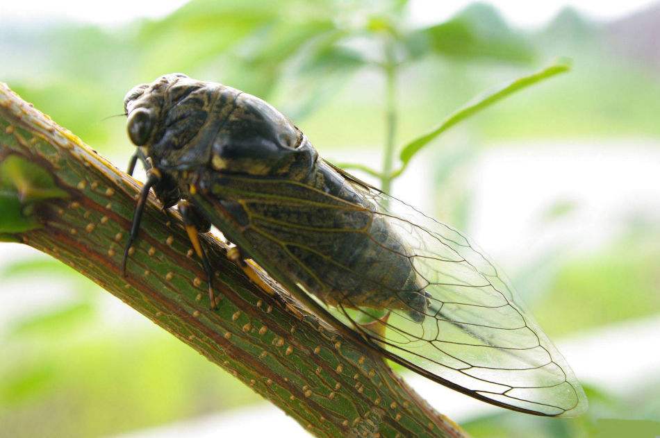 奇特的一天日记,奇特的一生