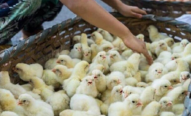 养鸡如何防止小鸡生病,小鸡生病治病小妙招