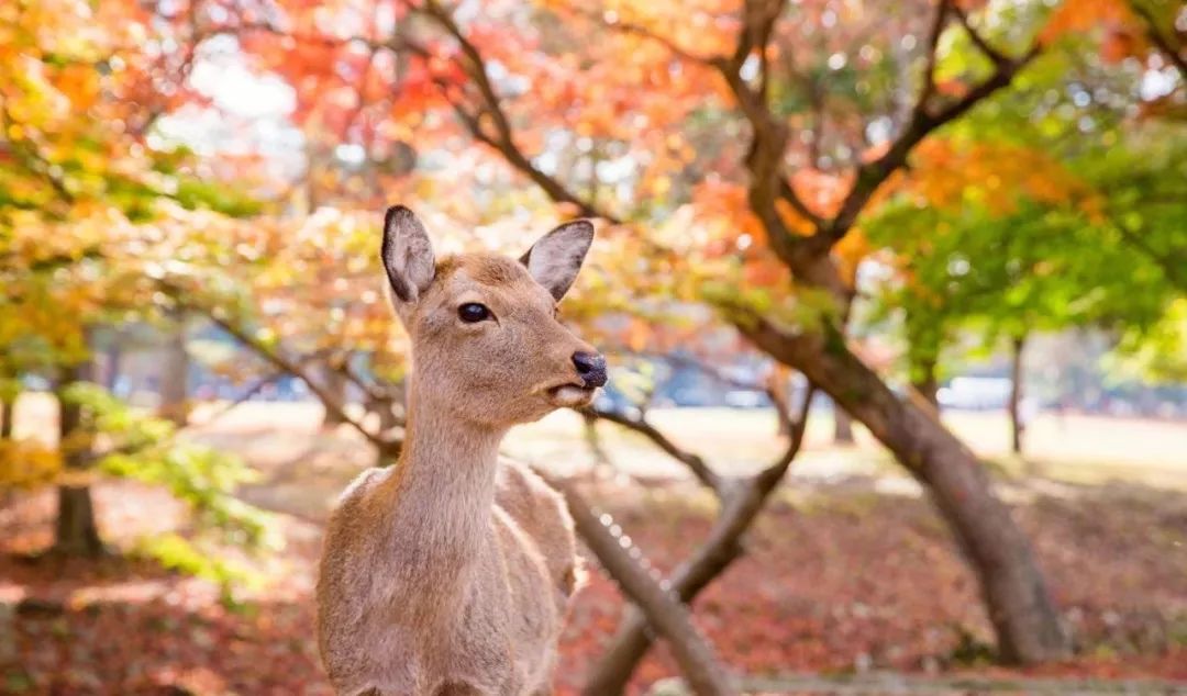 为了一群鹿而去一座城!日本奈良如何从“穷乡下”逆袭...