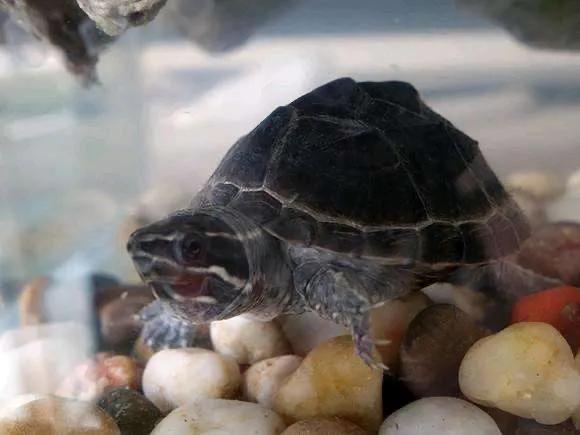 新手最适合养的100以上的龟,新手最适合养的十种龟