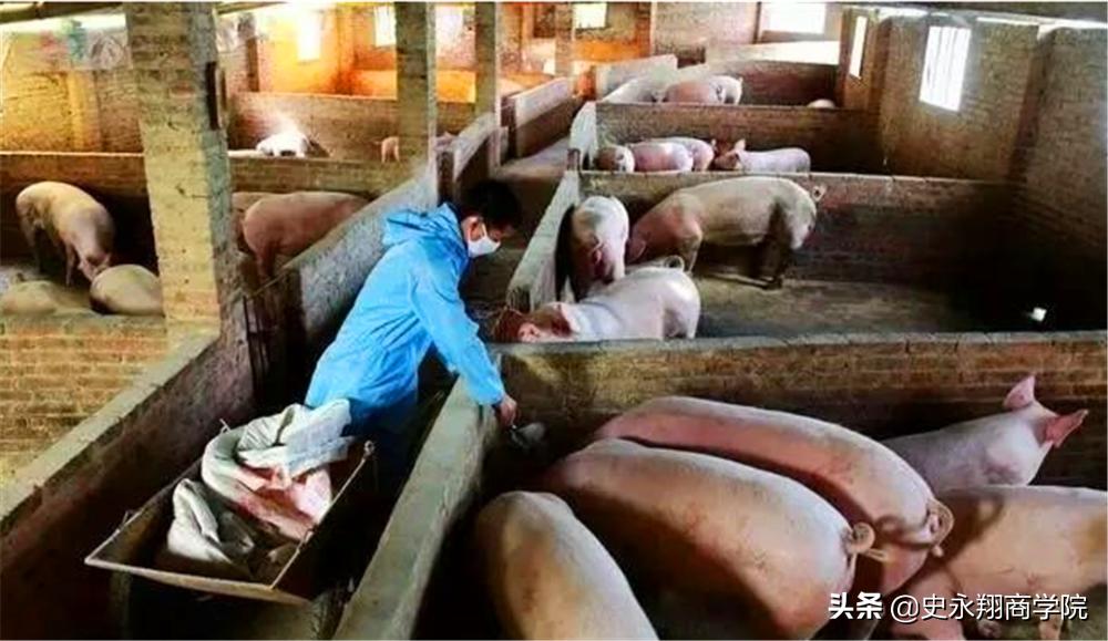 丁磊养猪刘强东种大米任正非养牛,丁磊养猪一年出栏多少头