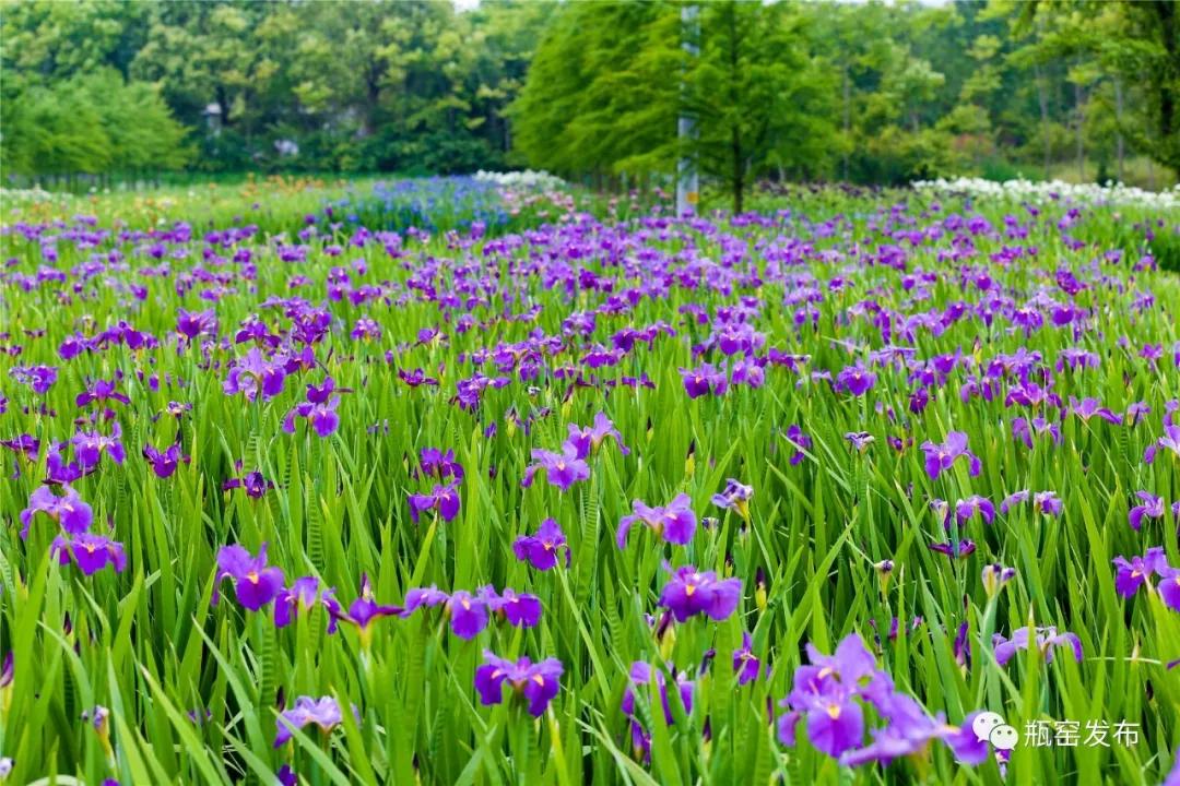 美美美！余杭七大花海组团来袭，遍地繁花好似人间仙境