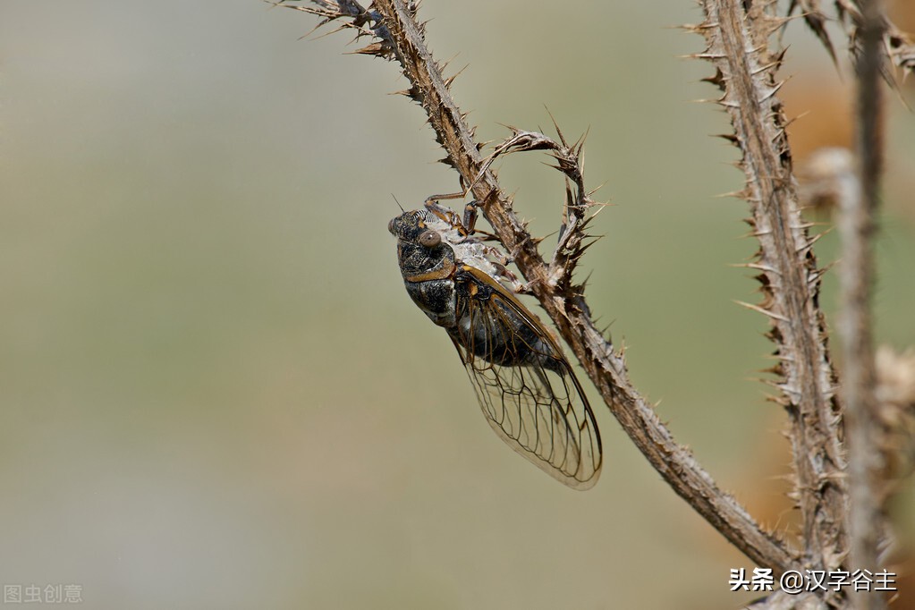寻蝉记——“蝉”之人文意象与自然习性