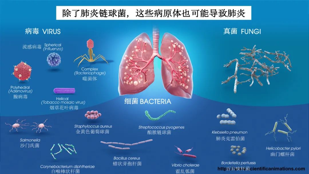 新冠病毒检测结果实验室解读,新冠病毒有哪些实验室检测方法
