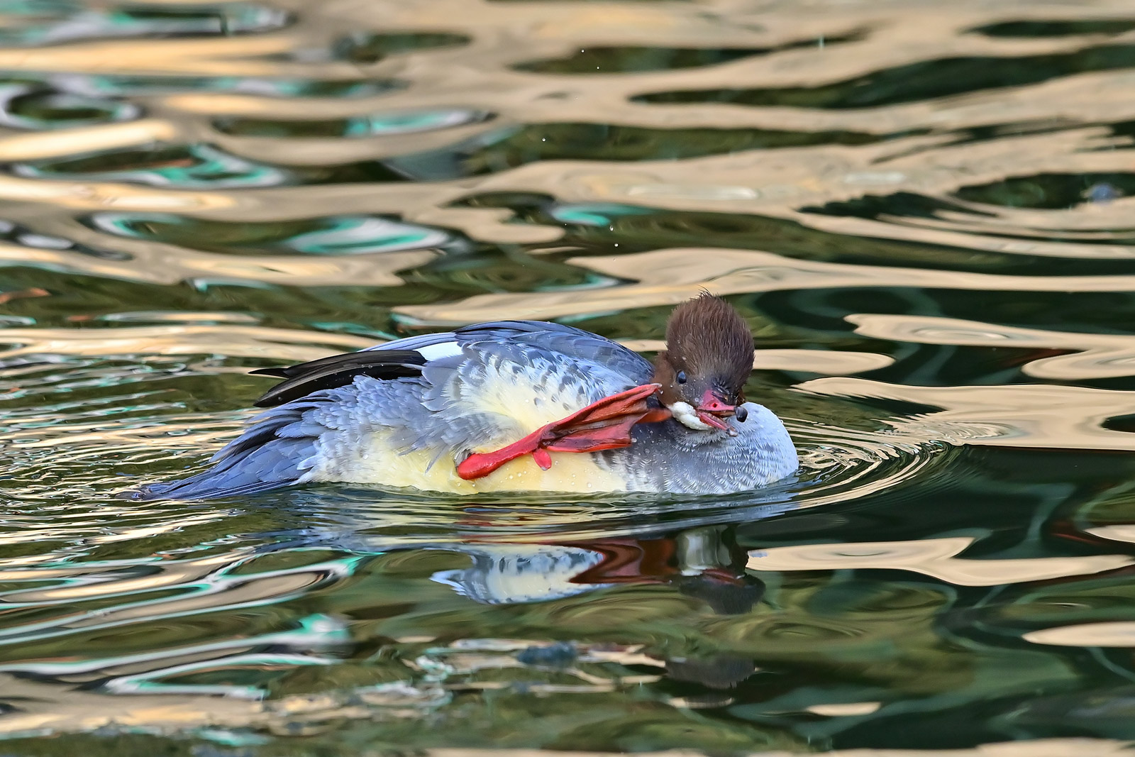 记录甜美的人像尼康z6实拍体验,尼康z6ii拍鸟怎么样