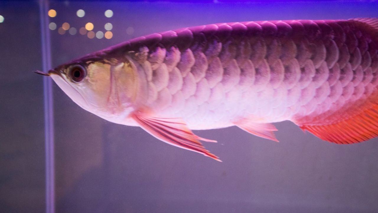 淡水紫红笛鲷观赏鱼饲养,淡水观赏鱼和海水观赏鱼哪个好看