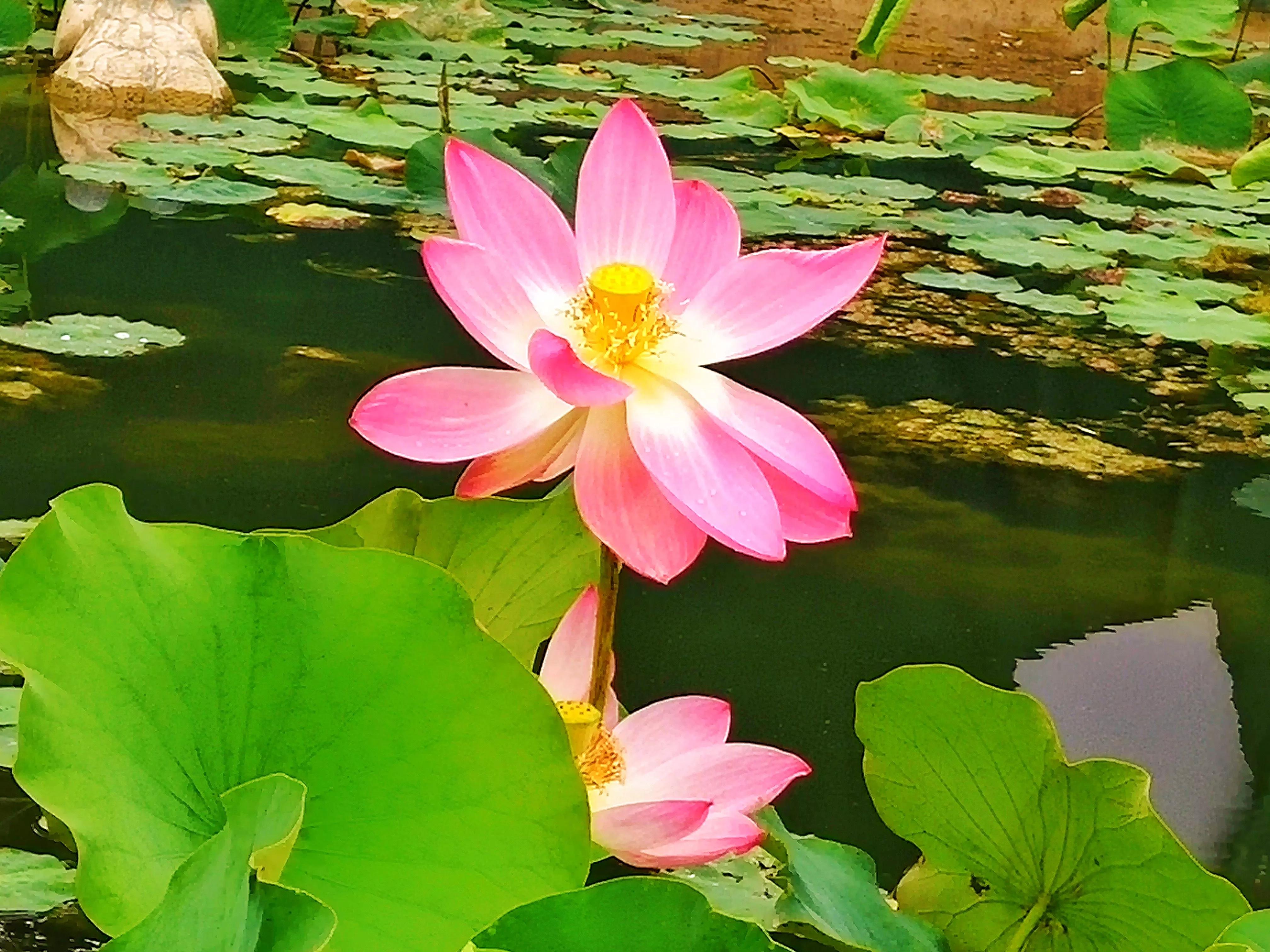 池塘里的荷花开了吗,池塘里的荷花开了表示什么