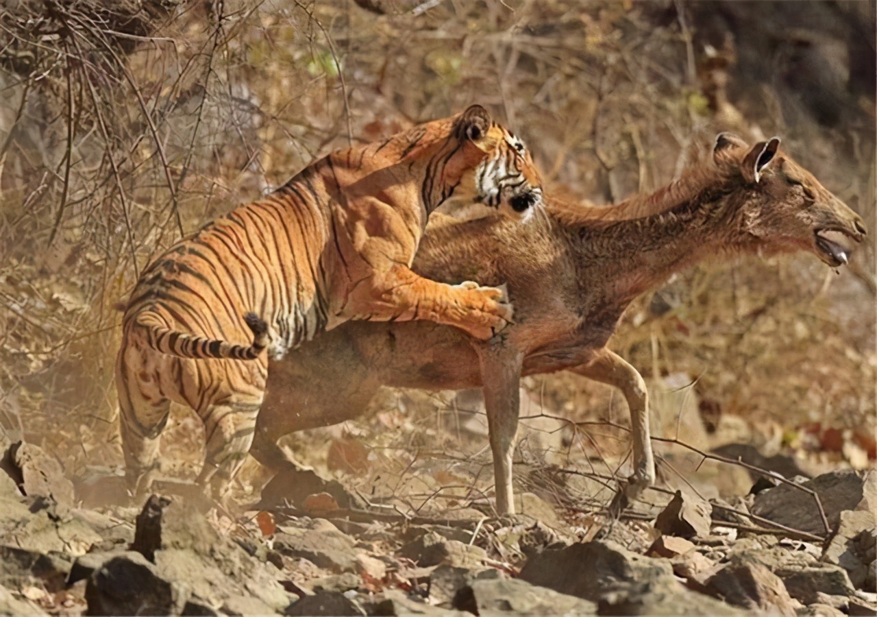 小学课本杀掉狼的故事,小学语文课本杀虎的叫什么
