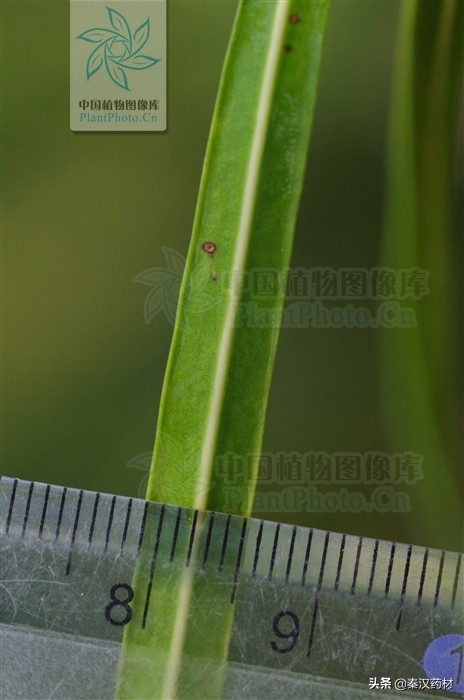 植物界的大熊猫生长在宝华山,植物界的大熊猫是指
