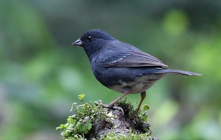 东江揽胜,惠州淡水常见鸟类图谱