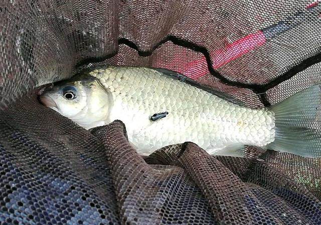 下雨天不能钓鱼吗?学习会这几种天气因素让你,鱼获满仓