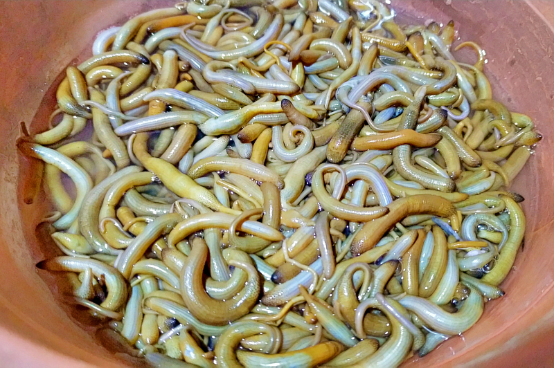 湛江遂溪角头沙旅游攻略,湛江江洪镇旅游攻略