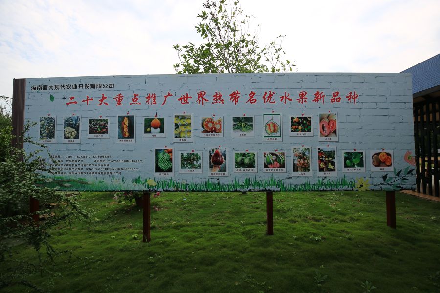 海南黄金百香果纯甜无酸,冰淇淋果图片和营养价值