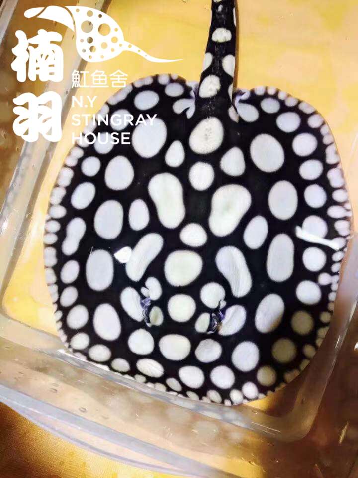 楠羽魟鱼,楠羽养鱼经全集