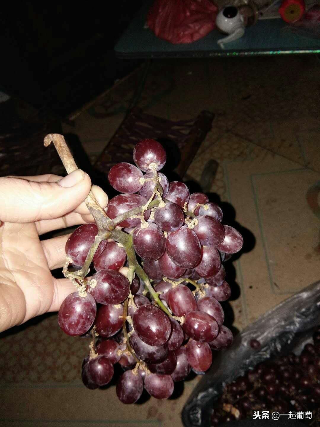 葡萄的来历小故事,收葡萄什么梗