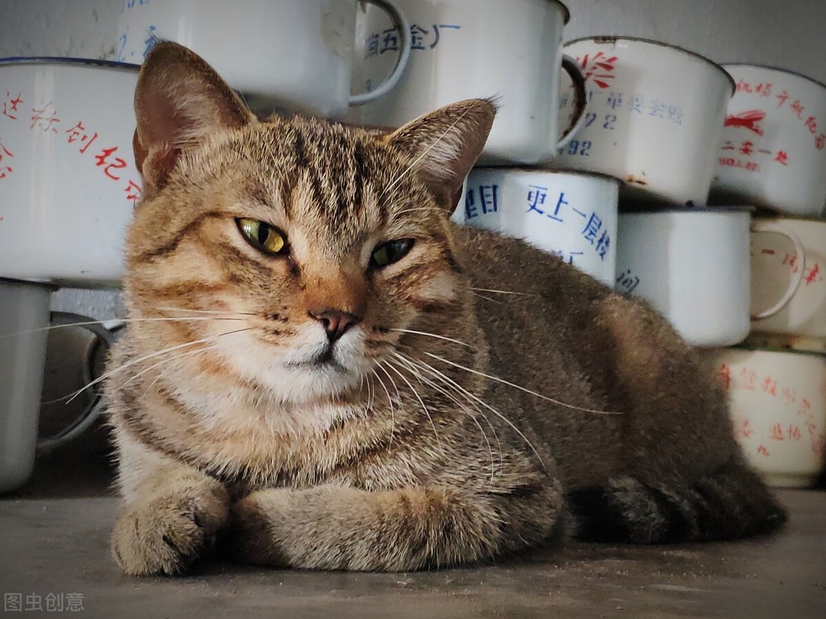 南通如海方言，怎样呼唤各种家养动物？