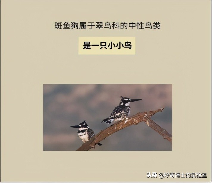 如何科学的判断自己的智商初二,怎么判断自己的智商