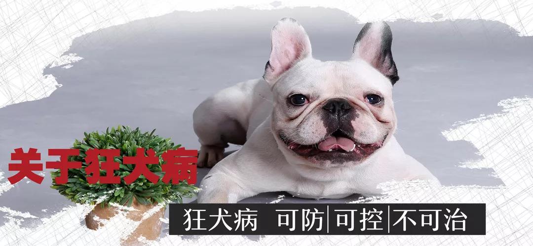 关于狂犬病你不得不知的几个问题,关于狂犬病需要知道的二三事