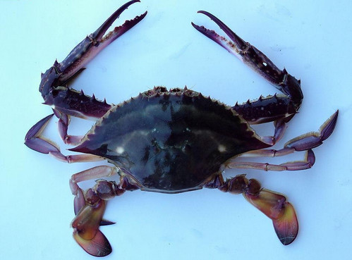 吃了死蟹多久会有症状,海蟹死了一般多久不能吃