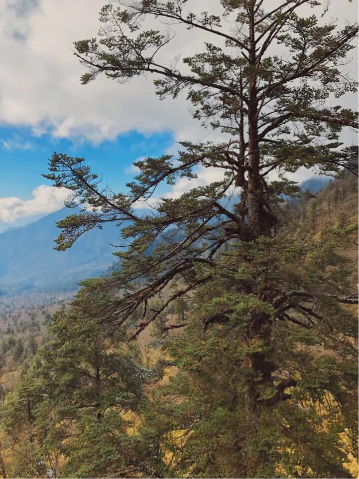二郎山喇叭河旅游景区成都办事处,二郎山喇叭河风景区好玩儿吗