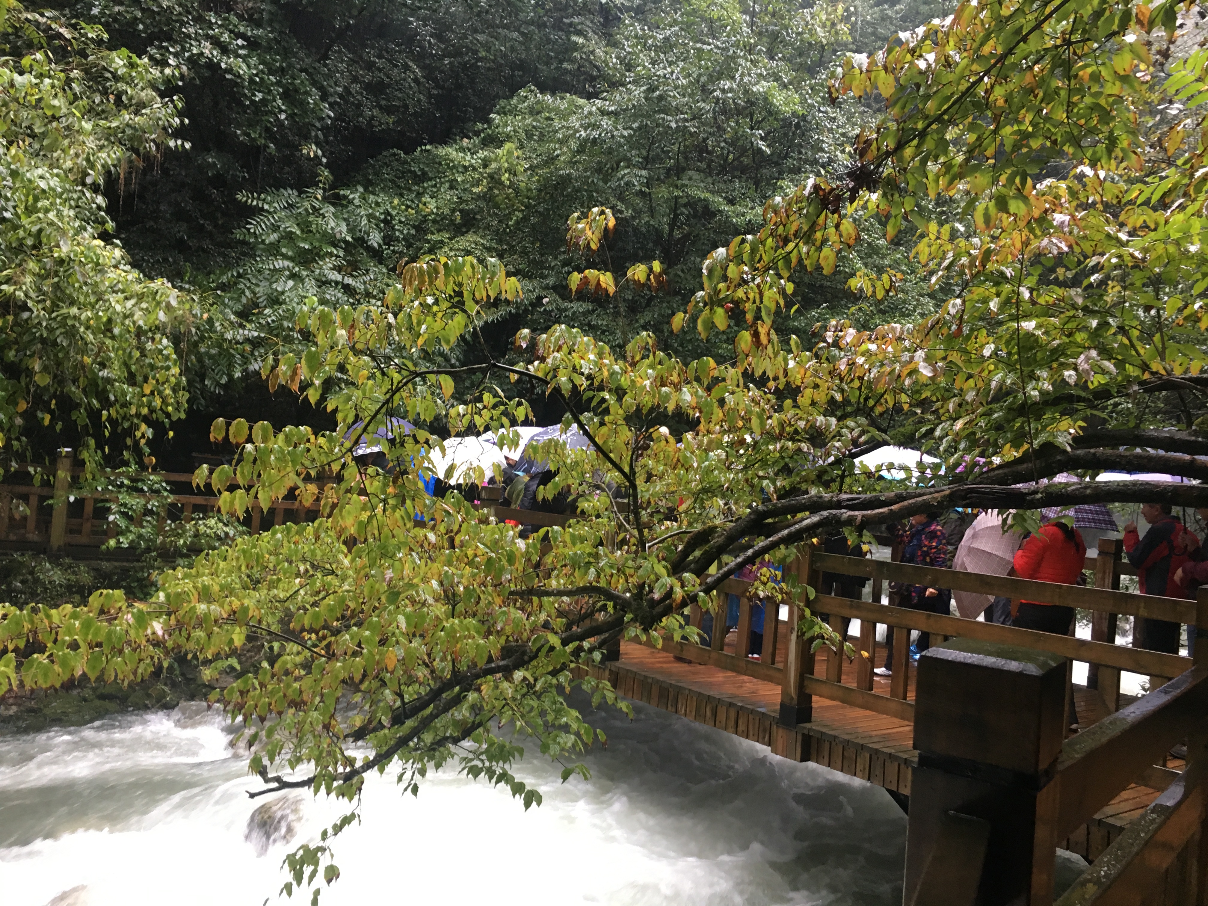 雨中神农架探秘之旅｜国庆节武汉至神农架自驾游攻略分享