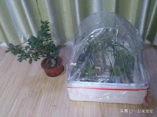 用塑料袋养花的妙用,塑料袋养花有什么用途