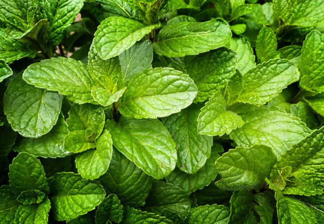 薄荷的解表功效,与薄荷有关的功效