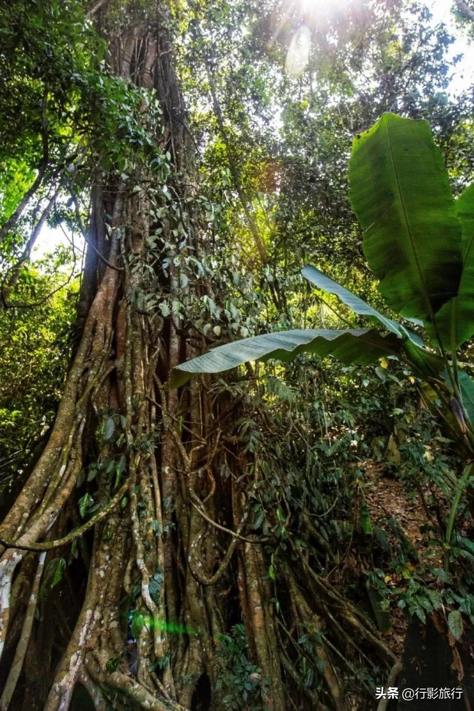 云南西双版纳地方介绍,云南西双版纳旅游简介
