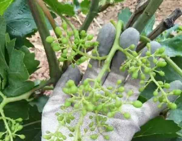 葡萄大小粒管理方法,葡萄大小粒的最佳治疗方法