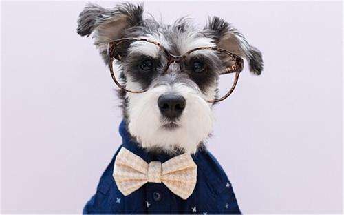 十大最干净最好养的小型狗,什么狗最干净而且便宜最好养