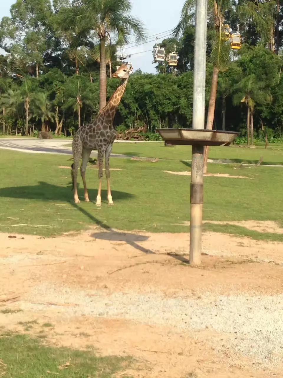 广州长隆野生动物世界游记300字,广州长隆野生动物园游记