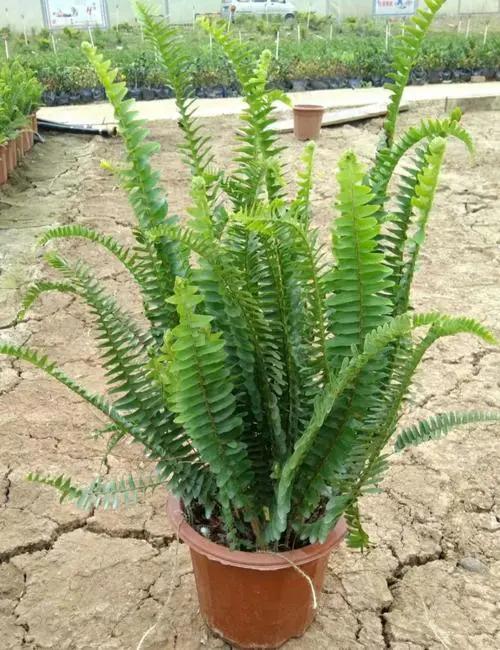 地上长的蕨类,长得像虫子的蕨类