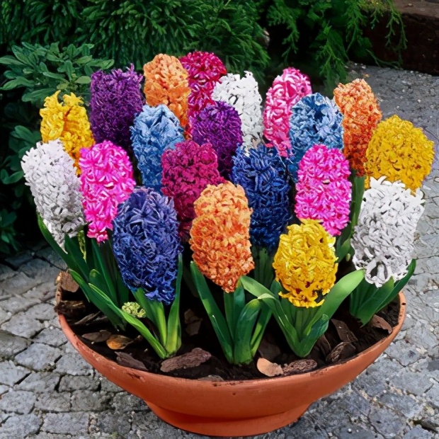 从零开始学养花入门,养花从小小的幼苗到大的说说