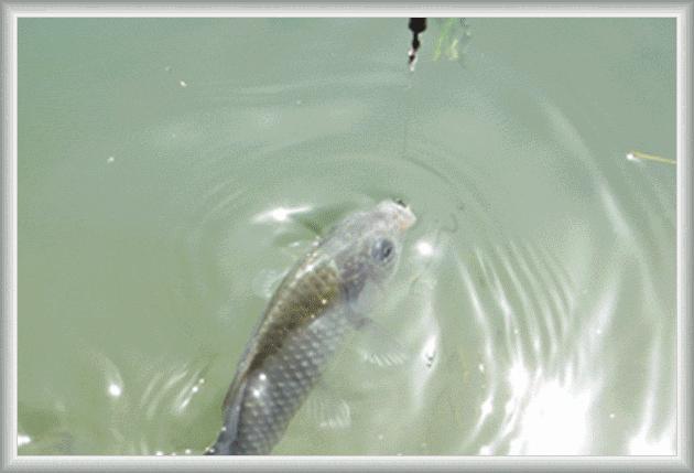 大鱼避免切子线,老是切子线跟鱼竿有关系吗