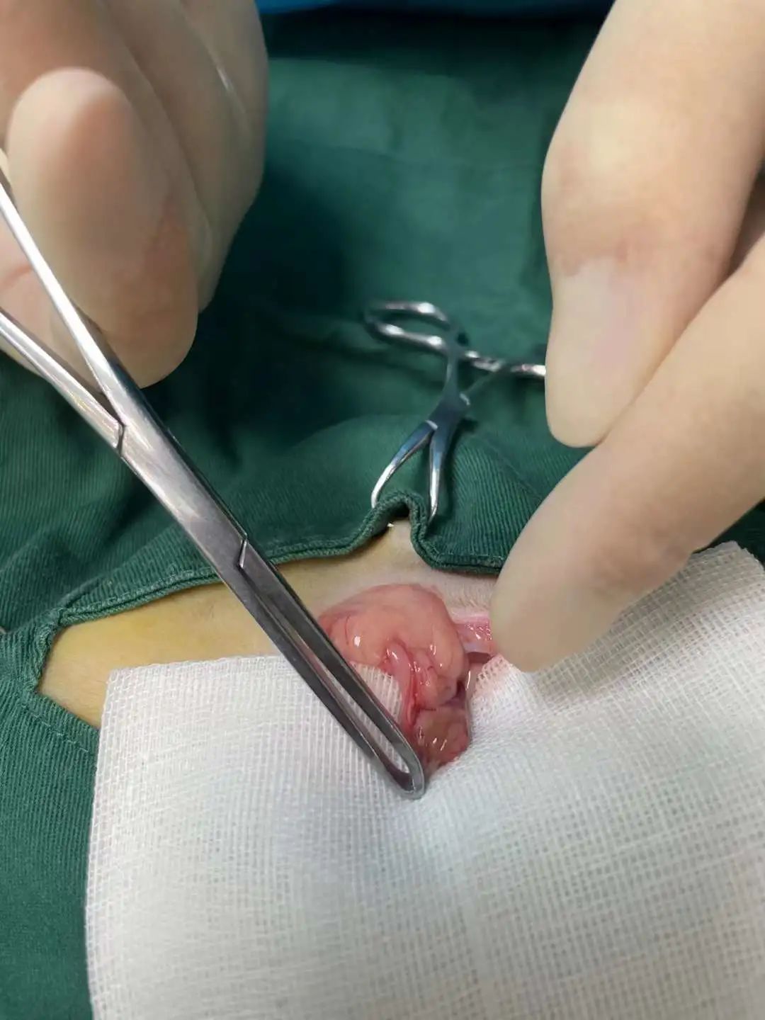 猫咪到底为什么绝育后还会发情呢?