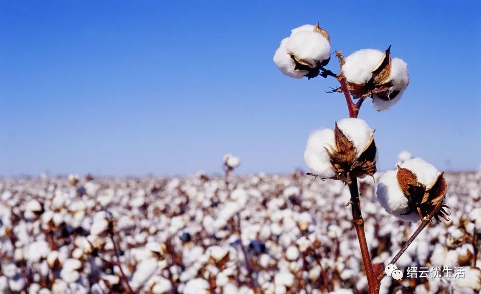 壶镇最大的工厂,壶镇工厂